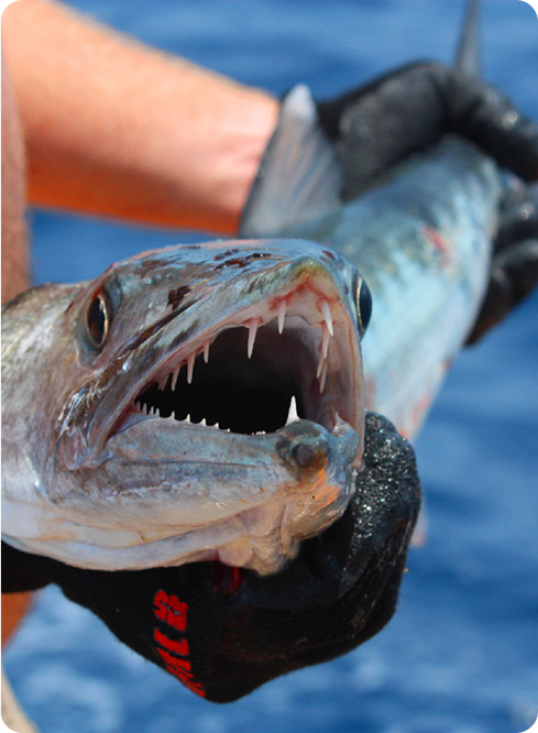 cat-pfst8czv474l3v7t23kc44ivk4vi63vlv7n4221wns.jpg (5)