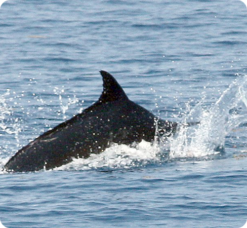 cat-pfst8czv474l3v7t23kc44ivk4vi63vlv7n4221wns.jpg (6)