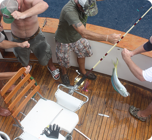 cat-pfst8czv474l3v7t23kc44ivk4vi63vlv7n4221wns.jpg (7)